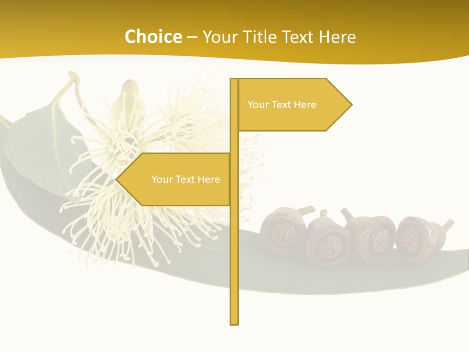 Viminalis Gumtree Eucalyptus PowerPoint Template