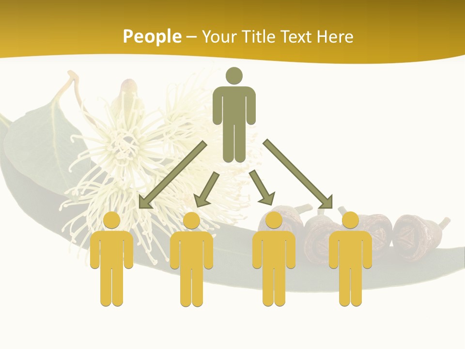 Viminalis Gumtree Eucalyptus PowerPoint Template