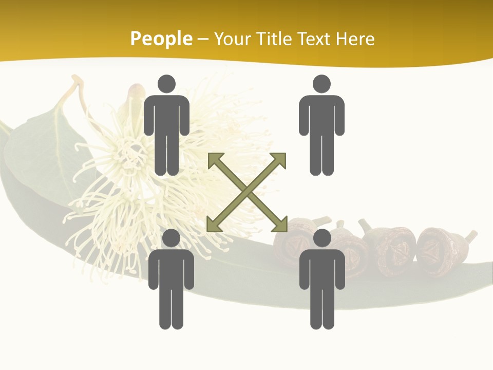 Viminalis Gumtree Eucalyptus PowerPoint Template