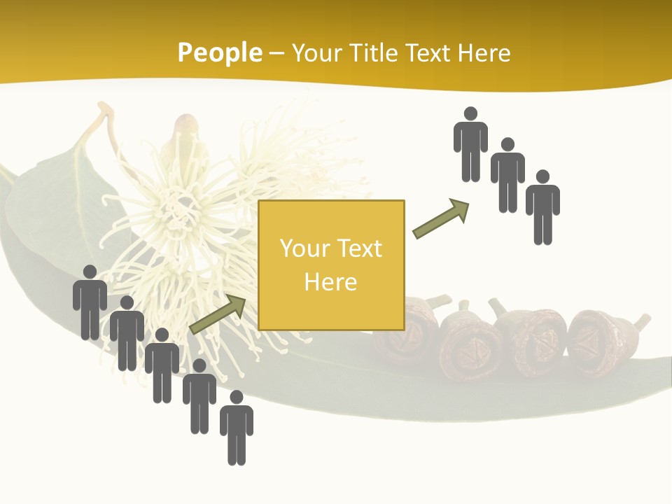 Viminalis Gumtree Eucalyptus PowerPoint Template
