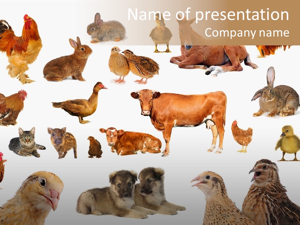 Chicken Calf Animal PowerPoint Template