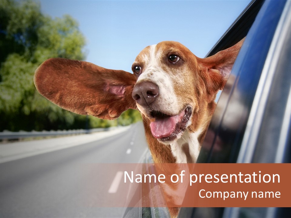 Mammal Animal Humorous PowerPoint Template