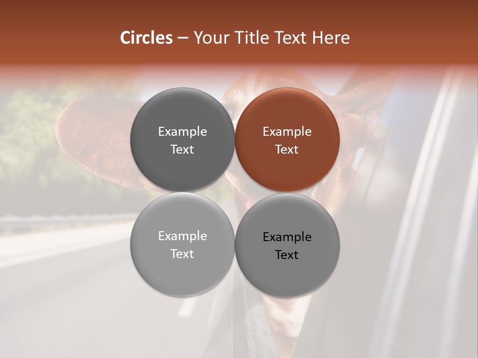 Mammal Animal Humorous PowerPoint Template