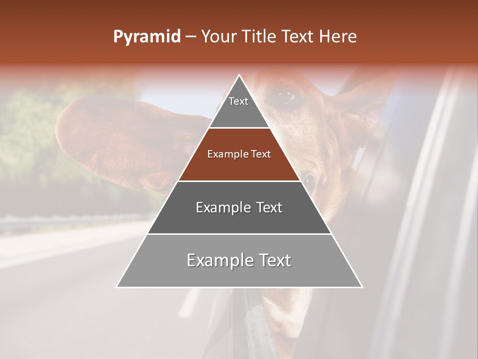 Mammal Animal Humorous PowerPoint Template