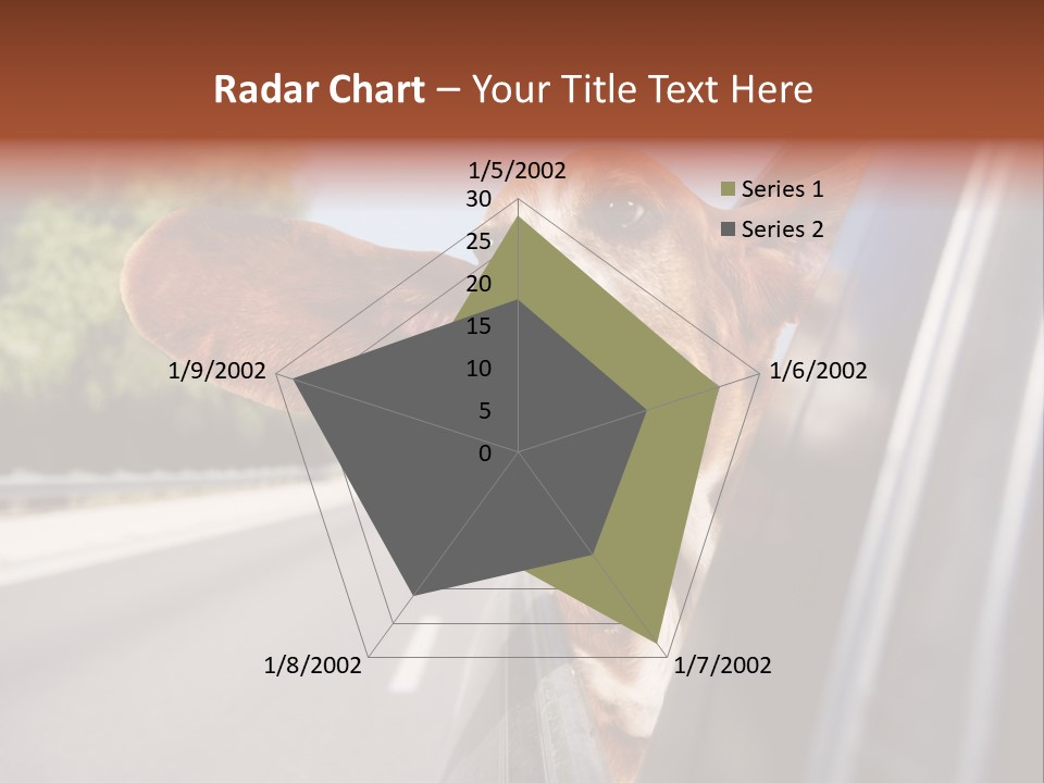 Mammal Animal Humorous PowerPoint Template