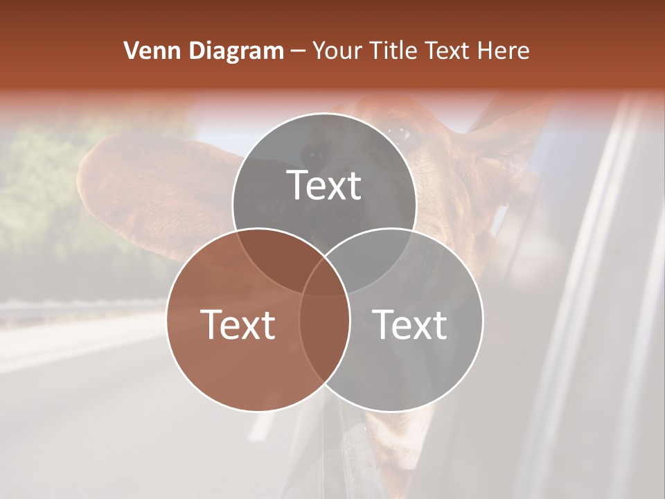 Mammal Animal Humorous PowerPoint Template