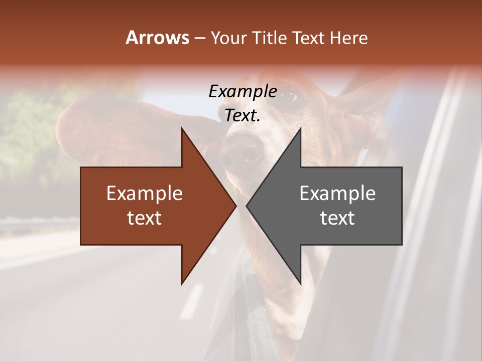 Mammal Animal Humorous PowerPoint Template