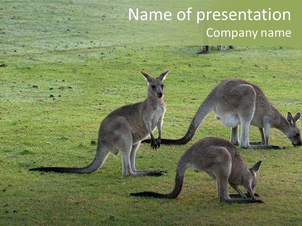 Wild Animal Eat Australian PowerPoint Template