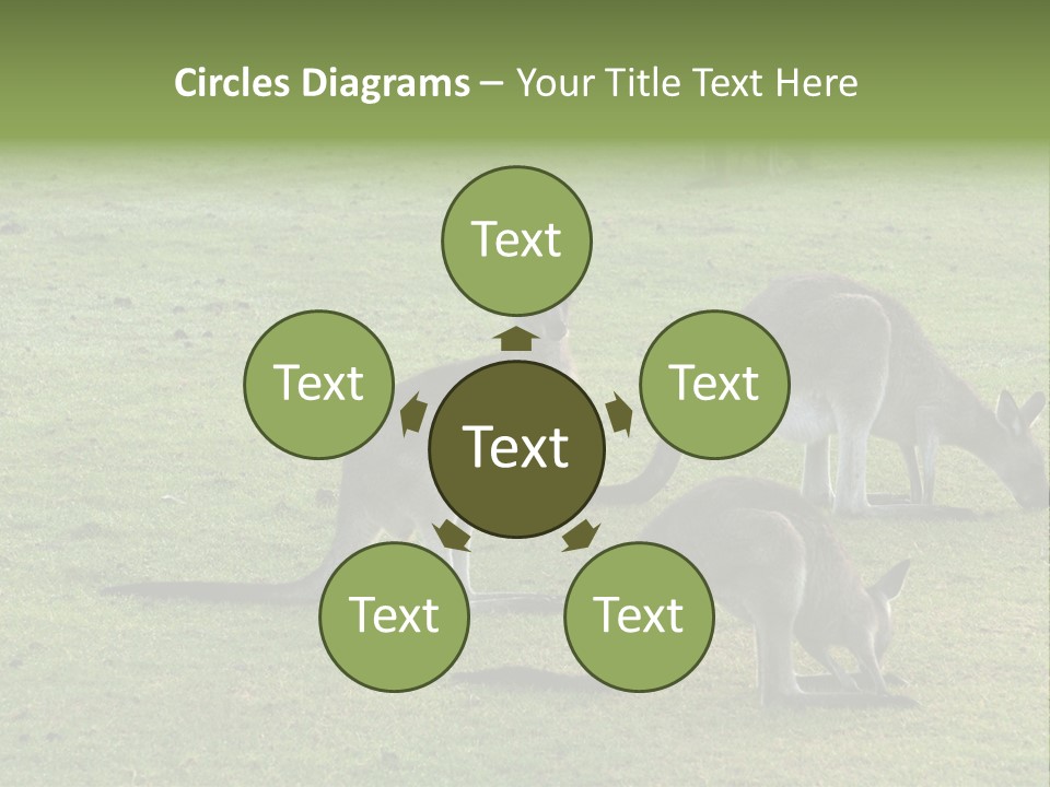 Wild Animal Eat Australian PowerPoint Template