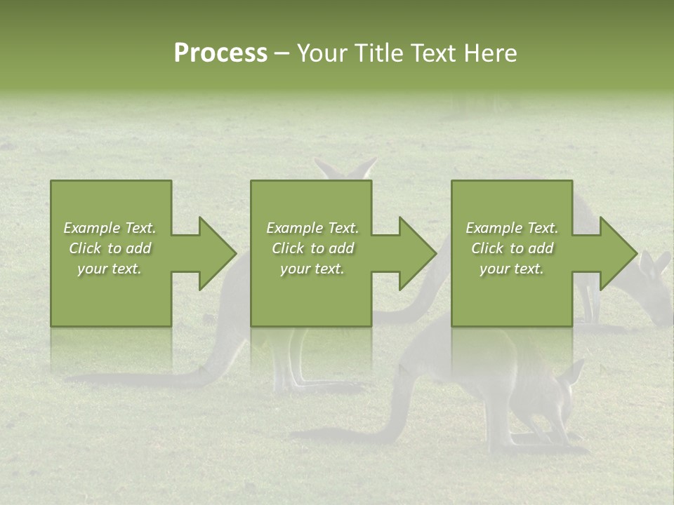 Wild Animal Eat Australian PowerPoint Template