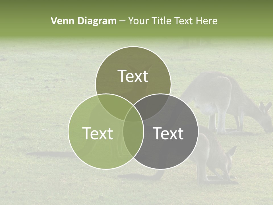 Wild Animal Eat Australian PowerPoint Template