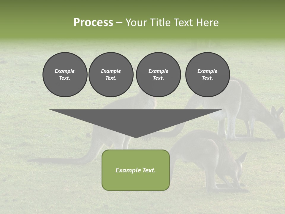 Wild Animal Eat Australian PowerPoint Template