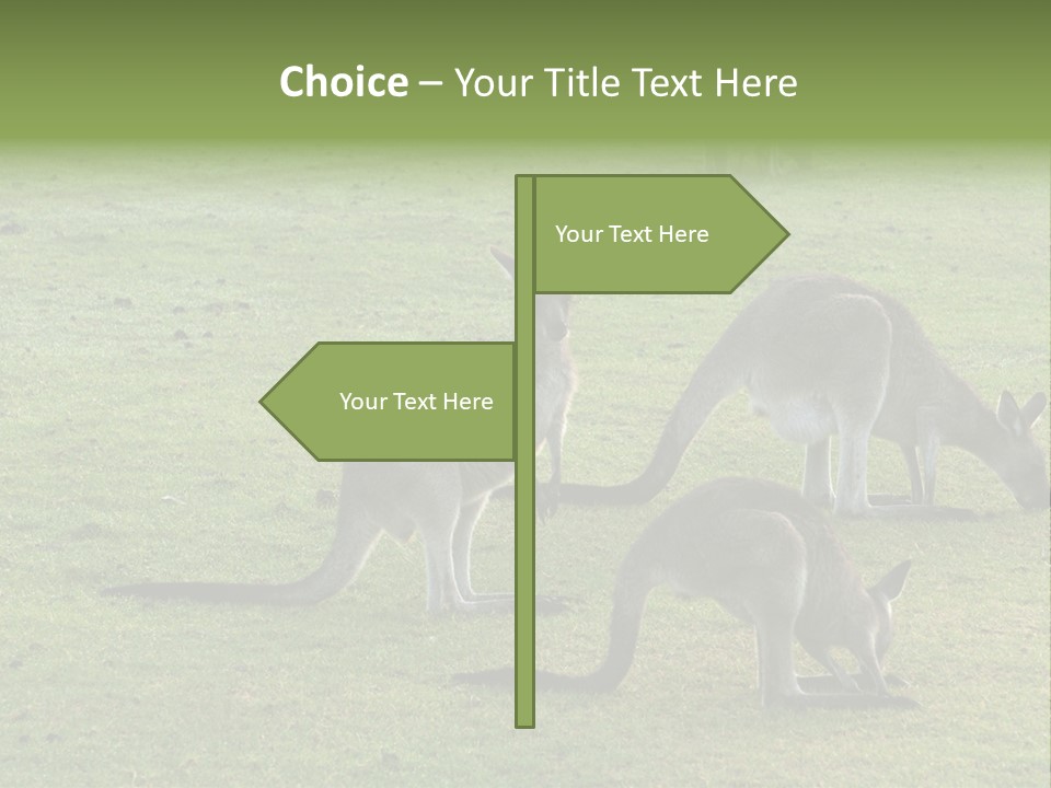 Wild Animal Eat Australian PowerPoint Template