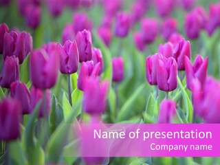 Trumpet Simplicity Romantic PowerPoint Template