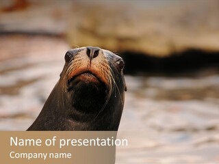 Detail Carnivore Zoo PowerPoint Template