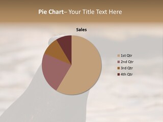 Detail Carnivore Zoo PowerPoint Template