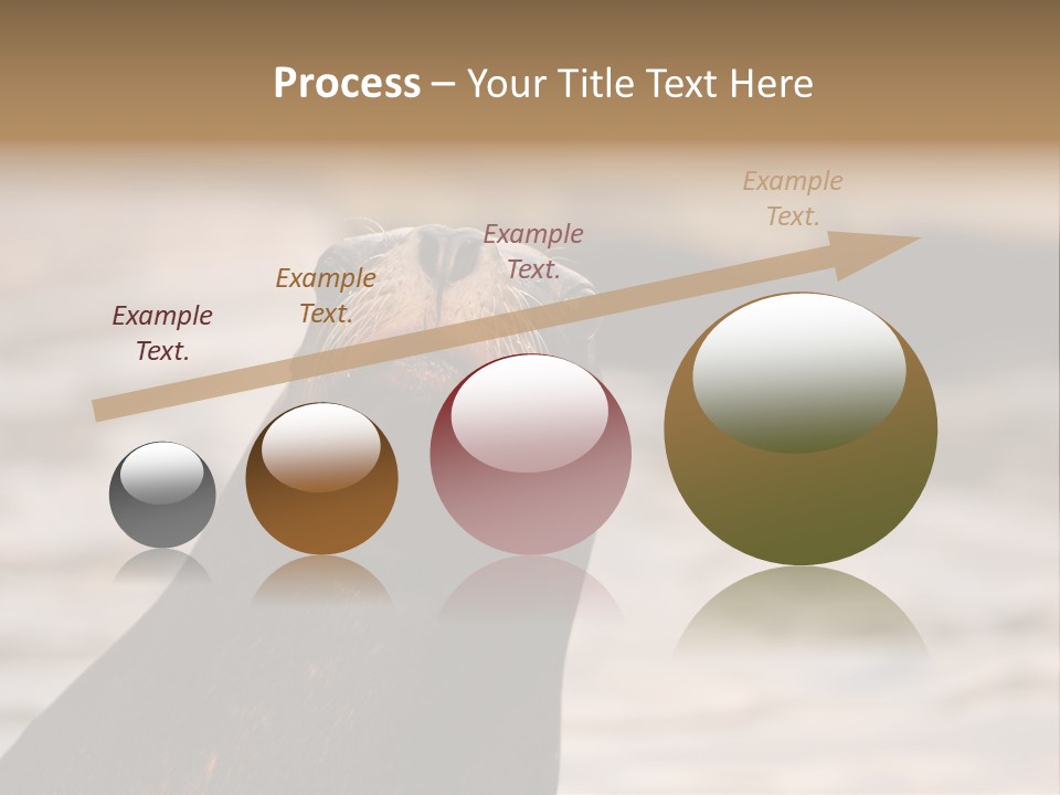 Detail Carnivore Zoo PowerPoint Template