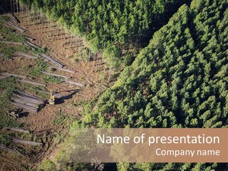 Pine Trees Rural Harvesting PowerPoint Template