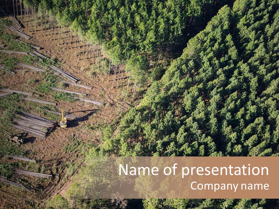 Pine Trees Rural Harvesting PowerPoint Template