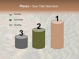 Pine Trees Rural Harvesting PowerPoint Template