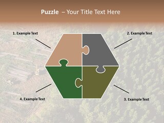 Pine Trees Rural Harvesting PowerPoint Template