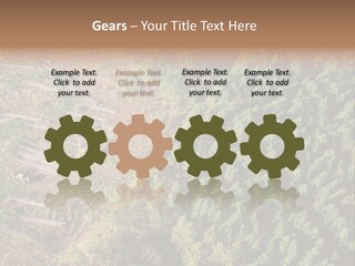 Pine Trees Rural Harvesting PowerPoint Template