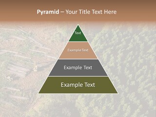Pine Trees Rural Harvesting PowerPoint Template