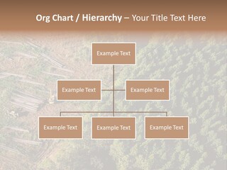 Pine Trees Rural Harvesting PowerPoint Template