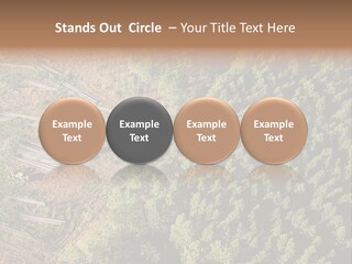 Pine Trees Rural Harvesting PowerPoint Template