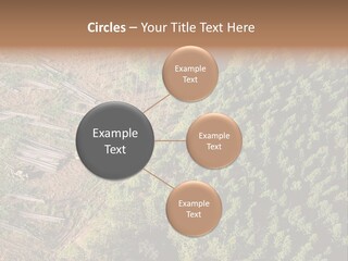 Pine Trees Rural Harvesting PowerPoint Template