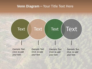 Pine Trees Rural Harvesting PowerPoint Template