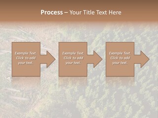 Pine Trees Rural Harvesting PowerPoint Template