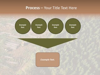 Pine Trees Rural Harvesting PowerPoint Template