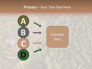 Pine Trees Rural Harvesting PowerPoint Template