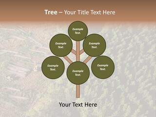 Pine Trees Rural Harvesting PowerPoint Template