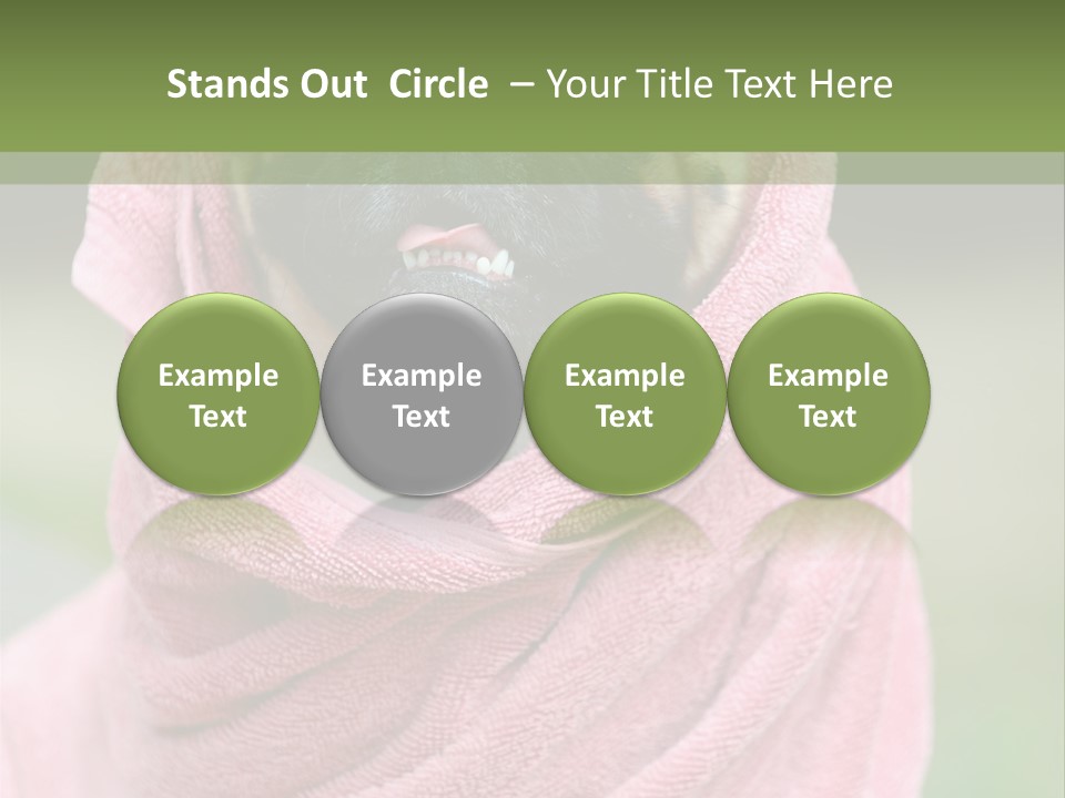 Studio Indoor Dog PowerPoint Template