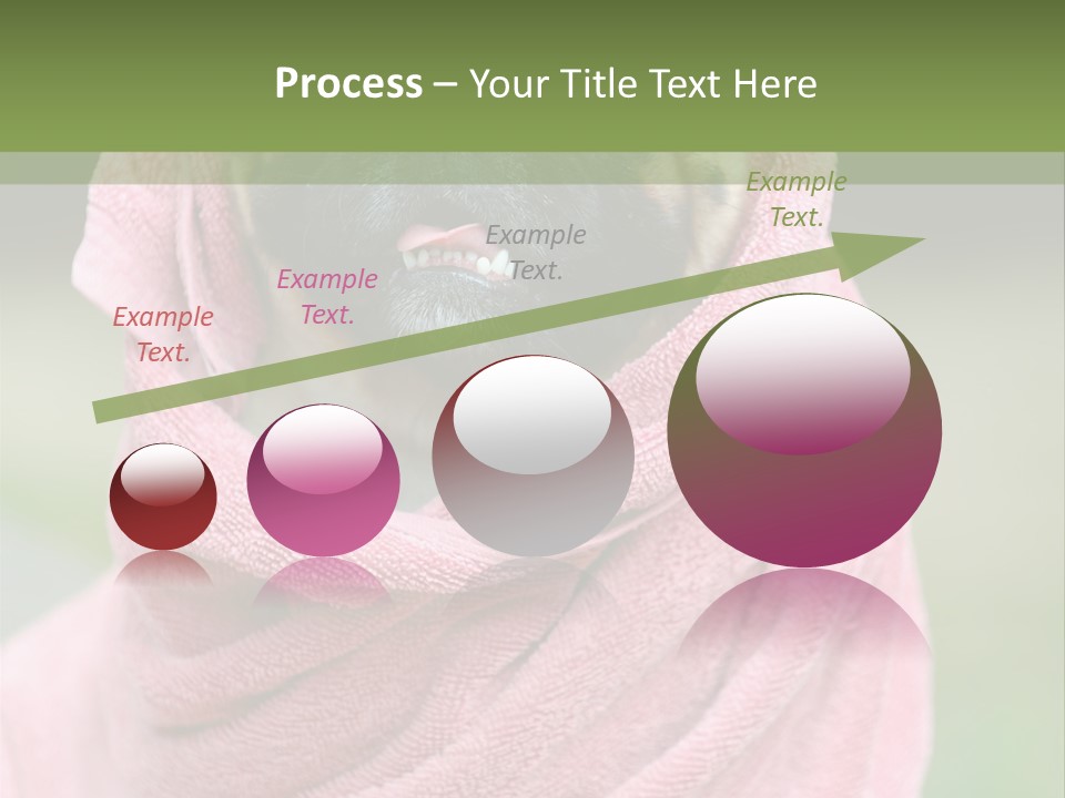 Studio Indoor Dog PowerPoint Template