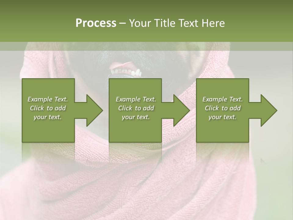 Studio Indoor Dog PowerPoint Template