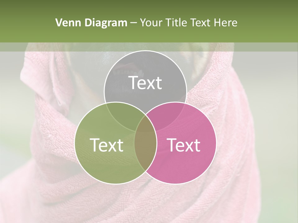 Studio Indoor Dog PowerPoint Template