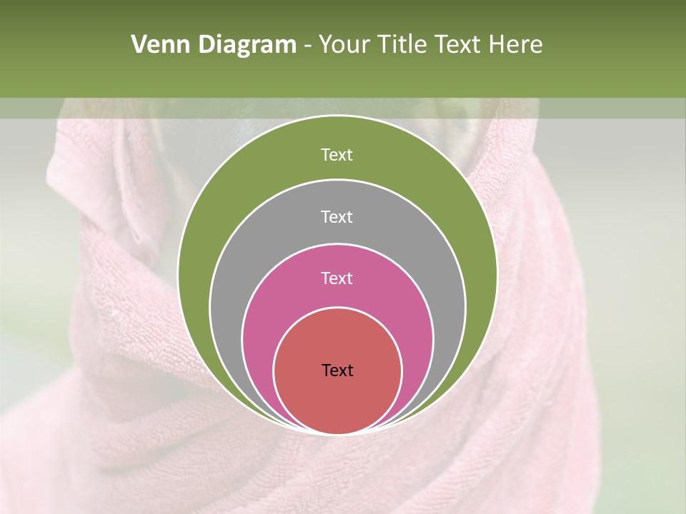 Studio Indoor Dog PowerPoint Template