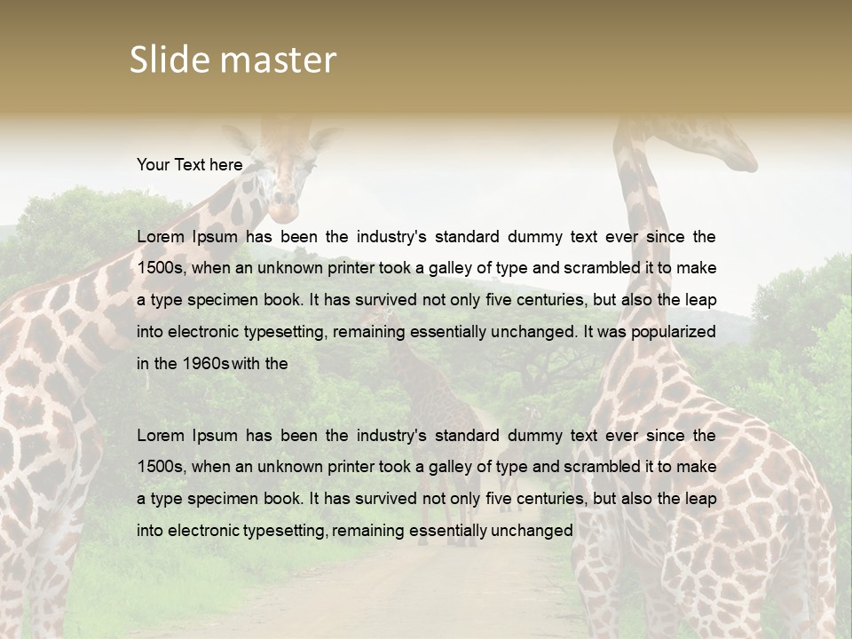 A Group Of Giraffes Walking Down A Dirt Road PowerPoint Template