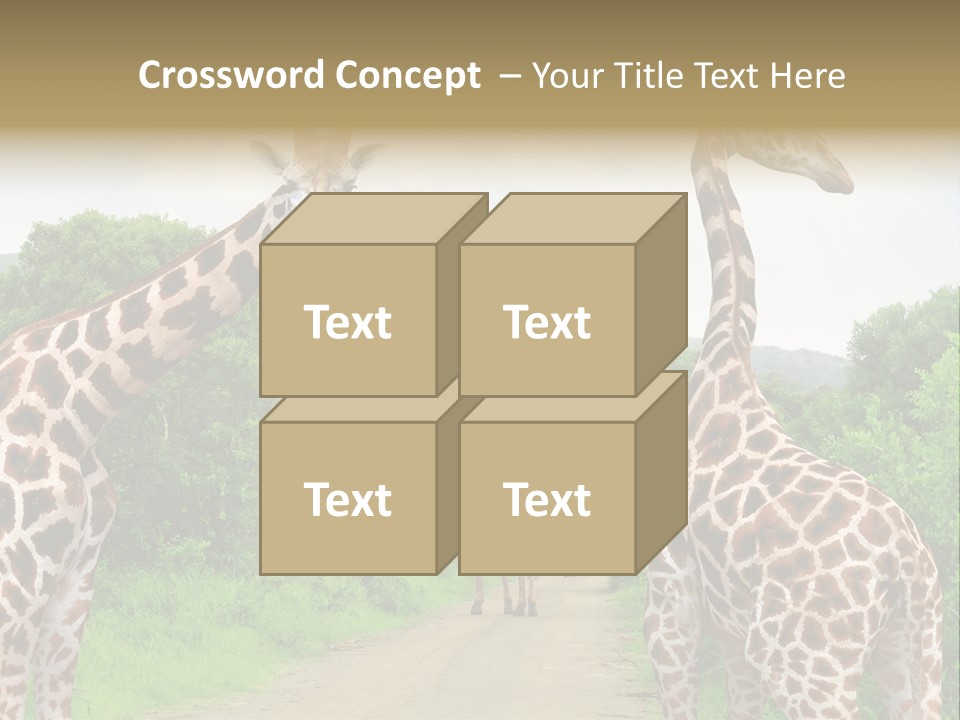 A Group Of Giraffes Walking Down A Dirt Road PowerPoint Template