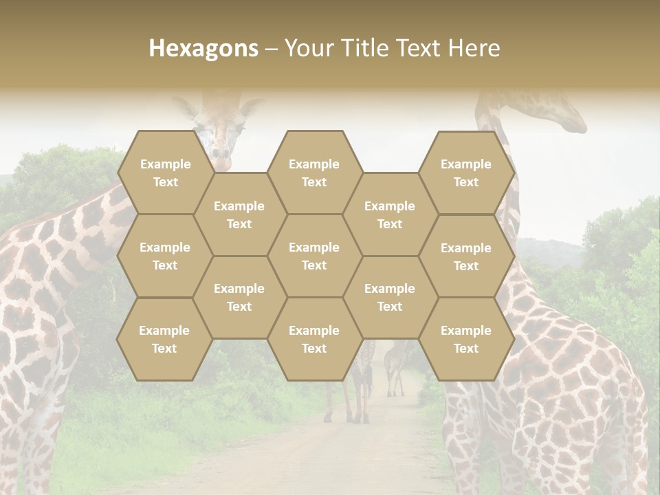 A Group Of Giraffes Walking Down A Dirt Road PowerPoint Template