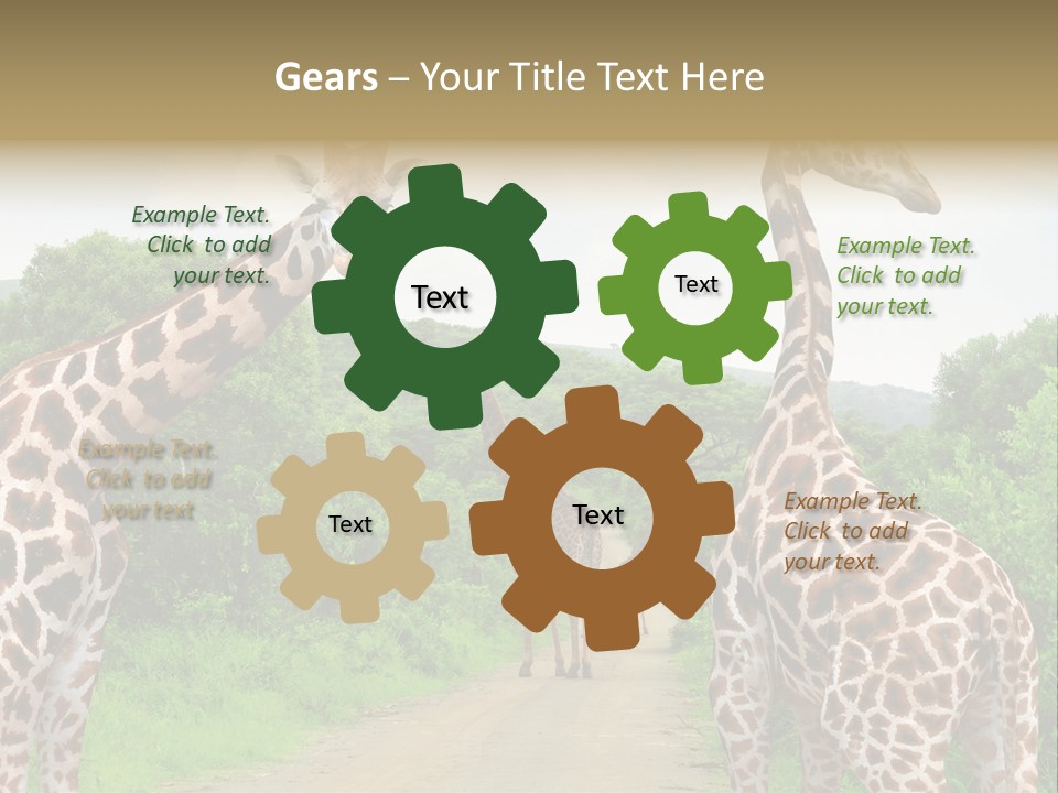 A Group Of Giraffes Walking Down A Dirt Road PowerPoint Template