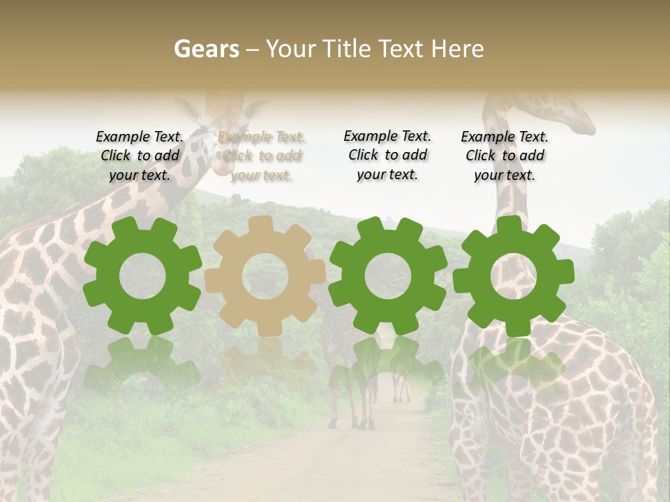 A Group Of Giraffes Walking Down A Dirt Road PowerPoint Template