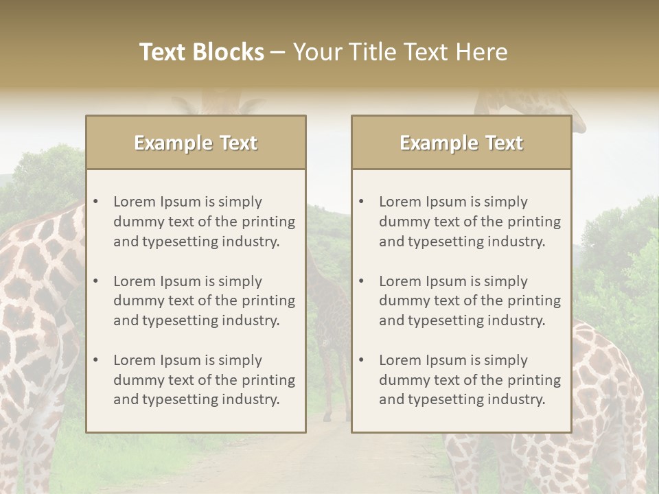 A Group Of Giraffes Walking Down A Dirt Road PowerPoint Template