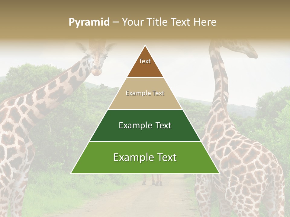 A Group Of Giraffes Walking Down A Dirt Road PowerPoint Template