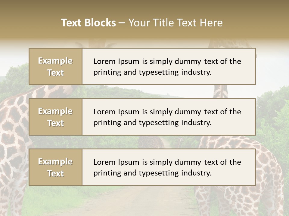 A Group Of Giraffes Walking Down A Dirt Road PowerPoint Template