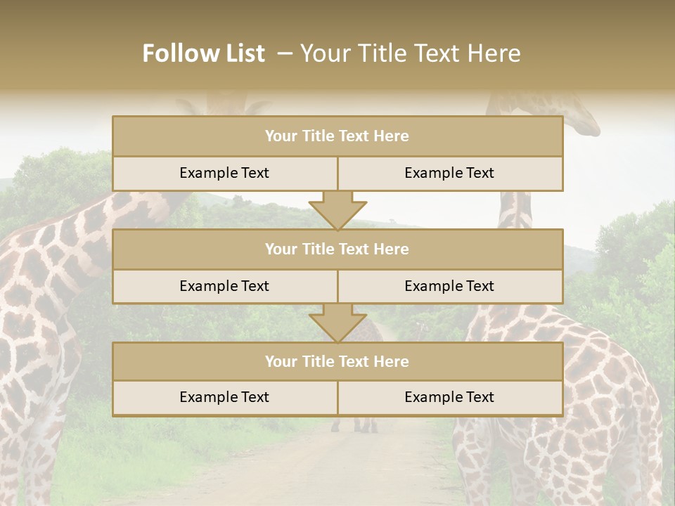 A Group Of Giraffes Walking Down A Dirt Road PowerPoint Template