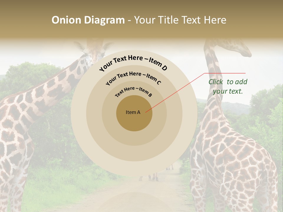 A Group Of Giraffes Walking Down A Dirt Road PowerPoint Template